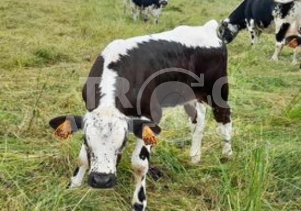 Annonce Animal à vendre 637 