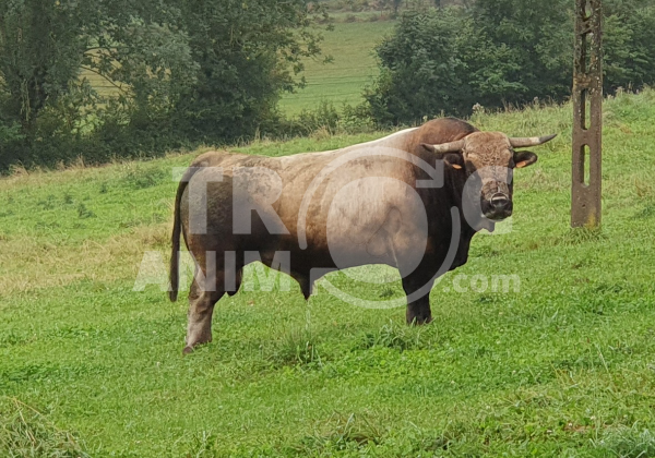 Annonce Animal à vendre 707 